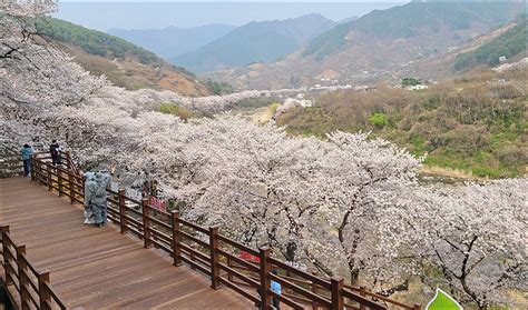 여행편지 함께 떠나요 후기 328화 하동 십리벚꽃길 여행 후기