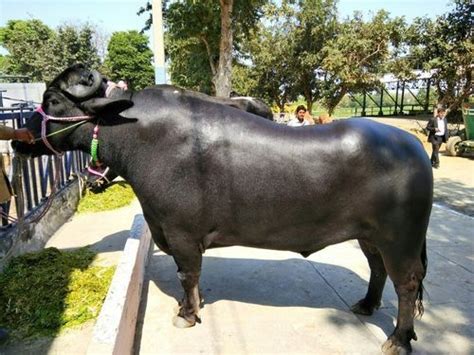 Black High Breed Murrah Buffalo at Best Price in Dholpur | Not