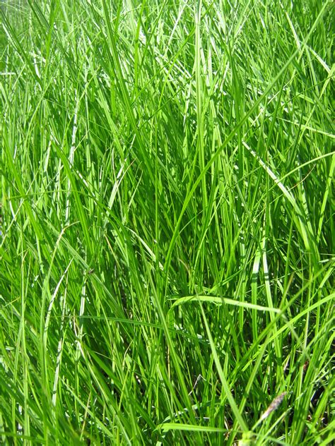 Bebb’s Sedge - W. & E. Radtke