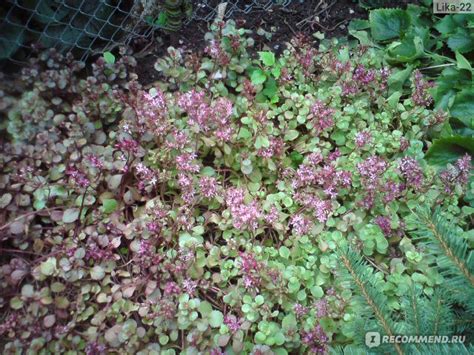 Очиток (седум) ложный "Вуду" - «Ковер-хамелеон из неприхотливого ...