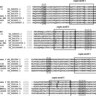 Multiple Sequence Alignment Of Cdo Homologues From Various Bacteria