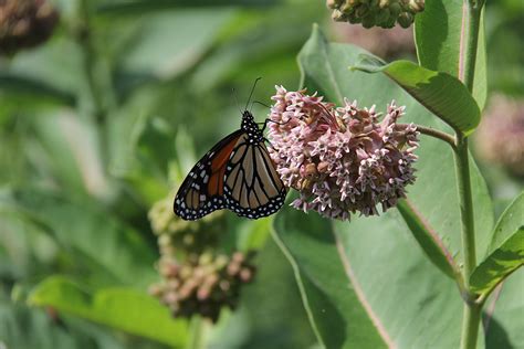 Of Monarch Butterflies And Milkweeds Minnesota Prairie Roots