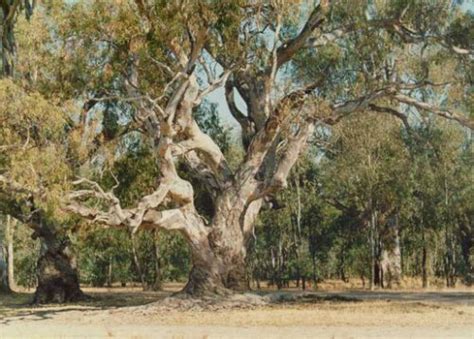 River Red Gum Euroa Arboretum