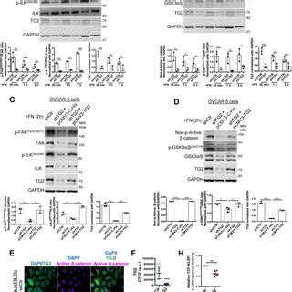 TG2 FN clusters activate β catenin in OC cells A WB for p FAK