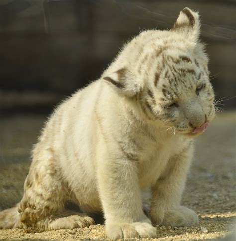 201358 東武動物公園ホワイトタイガーのカーラと赤ちゃん 【white Tiger】 青空に浮かぶ月を眺めながら