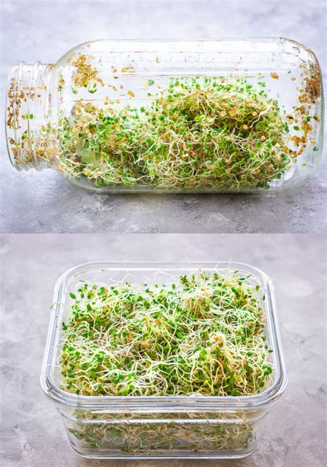 How To Grow Alfalfa Sprouts In A Glass Jar At Violet Charette Blog