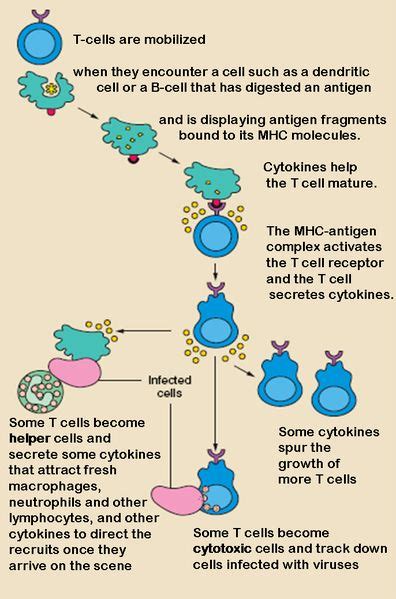 T Cells - Understanding Their Production and Types