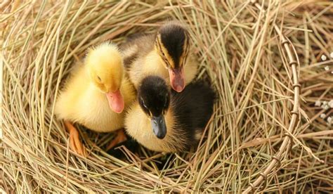 5 Must-Know Tips On Raising Ducks For Beginners - FowlFamily