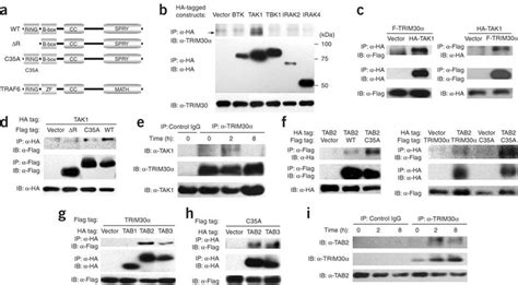 TRIM30 Interacts With TAK1 And TAB2 TaB3 A Conserved Domains In