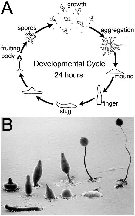 The Life Cycle Of Dictyostelium Discoideum A Most Of Its Life Exists Download Scientific