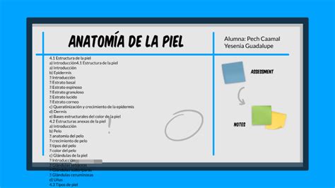 Anatomía de la piel by Yesenia Pech on Prezi