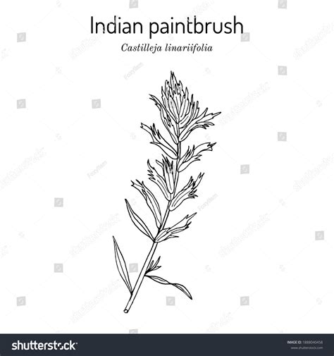 147 Wyoming Indian Paintbrush Images, Stock Photos & Vectors | Shutterstock