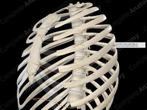 Seventh Intercostal Nerve | Complete Anatomy