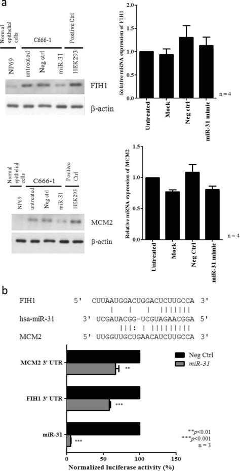 Mir 31 Suppresses Fih1 And Mcm2 Expression In Npc Cells A Protein Download Scientific