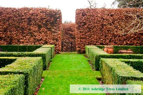 Beech Tree Hedge Hedging Plants Garden Hedges Beech Hedge