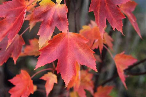 Arce Rojo Arce Rubrum Venta De Acer Rojo Plantamus Vivero Online