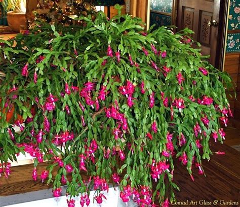 How To Keep A Christmas Cactus Alive And Make It Thrive