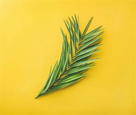 Premium Photo Green Palm Branches Over Yellow Background Top View