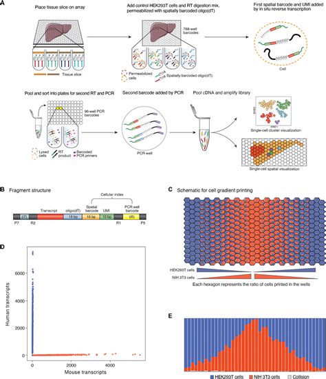 Xyzeq Spatially Resolved Single Cell Rna Sequencing Reveals Expression