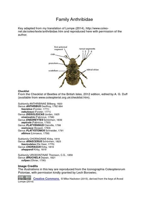 family anthribidae illustrated key