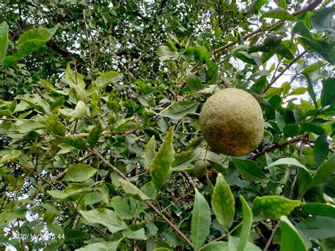 Thailand Trees And Names Krabi Spesialisten