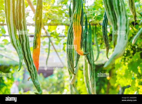 Snake Gourd Trichosanthes Anguina Linn Hanging In Vegetable Garden