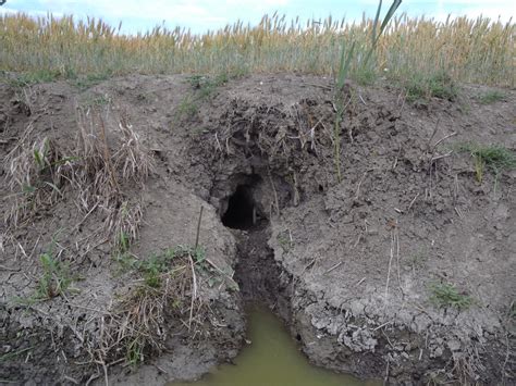 Nutria Control And Treatments For The Home Yard And Garden