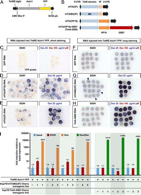 Figure 1 From Dually Inducible Teton Systems For Tissue Specific