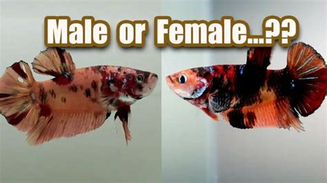 How To Determine The Gender Of A Betta Fish Zoonerdy