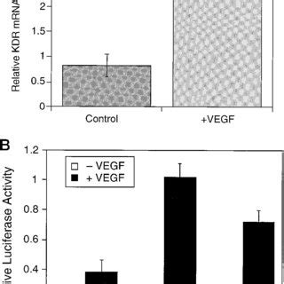 VEGF Treatment Increases KDR Promoter Activity And MRNA Expression A