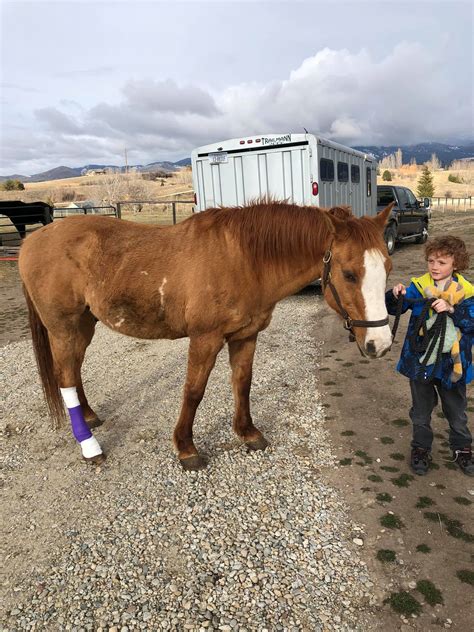 Well, our fabulous lesson horse and... - Revive Your Stride