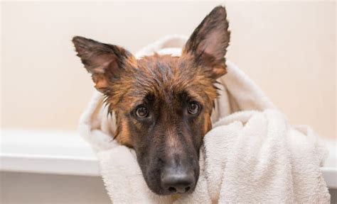 How To Treat German Shepherd Itching 7 Useful Tips