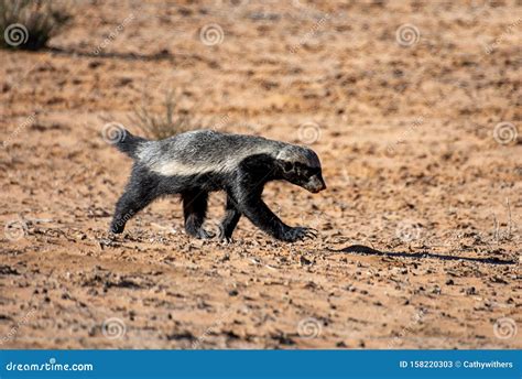 Honey Badger stock image. Image of badger, african, claw - 158220303