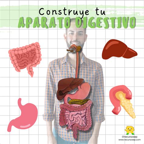 construye tu aparato digestivo