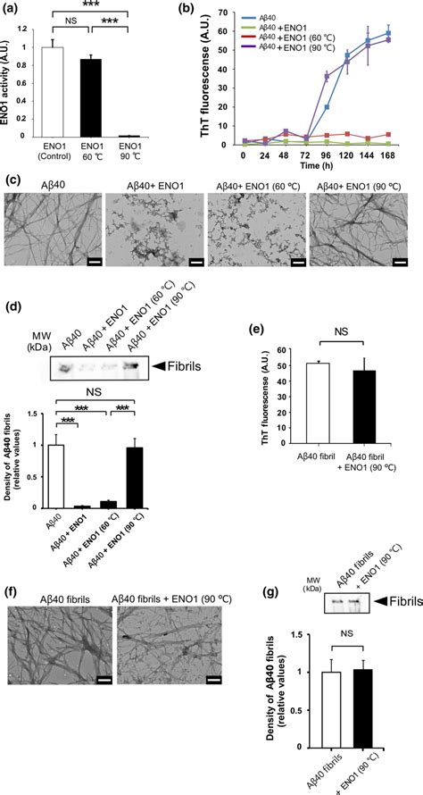 Elimination By Heat Inactivated Eno Of The Inhibitory Effects Of Eno