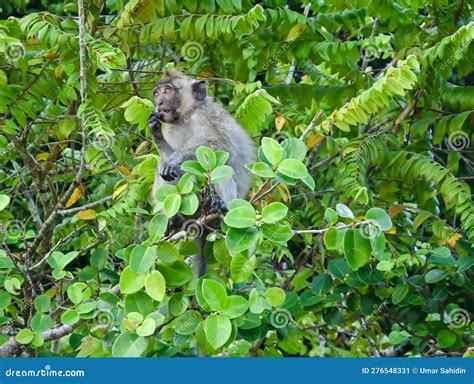 Wildlife Long-tailed Monkey Mammal Stock Image - Image of gorilla, bear ...