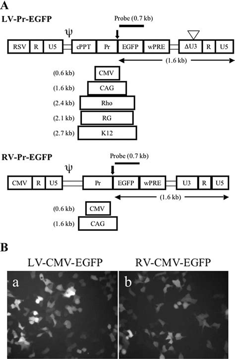 Generation Of Transgenic Mice Using Lentiviral Vectors A Novel