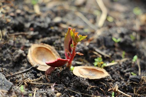 Cómo germinar durazno Huerto en casa