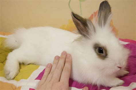 Pet Rabbit Care Guide - Petful