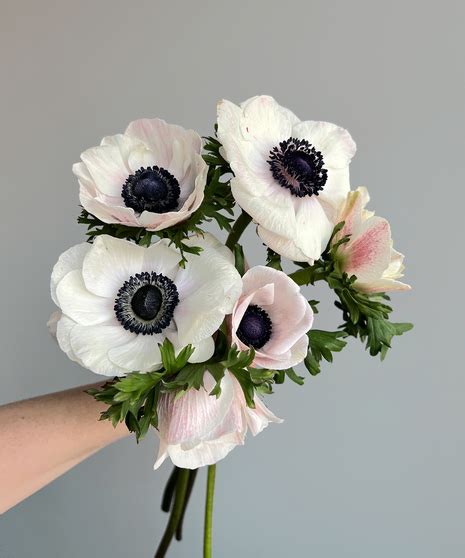 Anemone White | Baltimore (MD) Flower Delivery | Flowers & Fancies