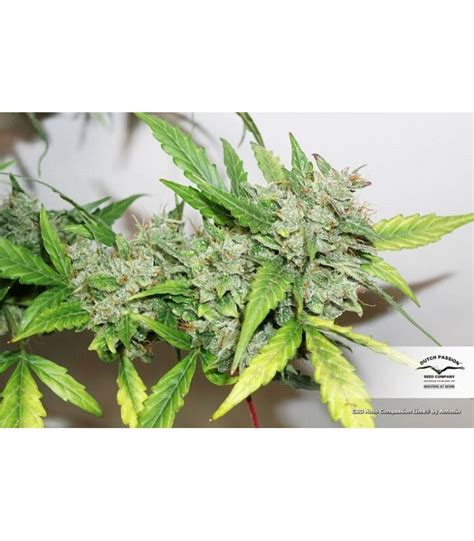 Compr Semillas De Cannabis Cbd Auto Compassion Lime En Semishop