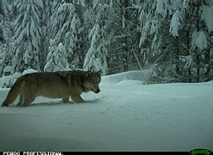 Specific Wolves and Wolf Packs in Oregon – Douglas County