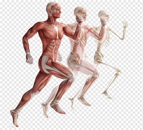 Anatomía del cuerpo humano músculo esquelético sistema muscular del