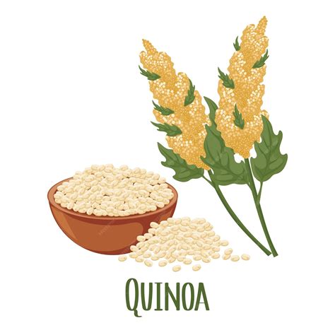 Premium Vector | Set of quinoa grains and spikelets Quinoa plant quinoa