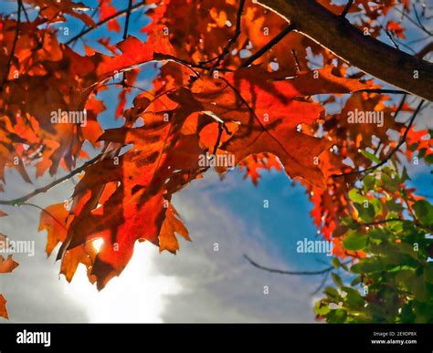 Quercus oak tree fall color hi-res stock photography and images - Alamy