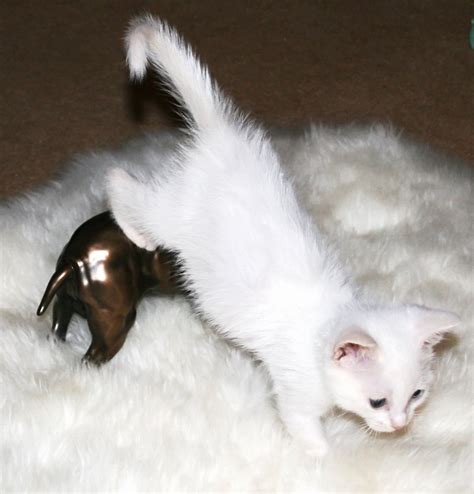 white kitten  photo  freeimages