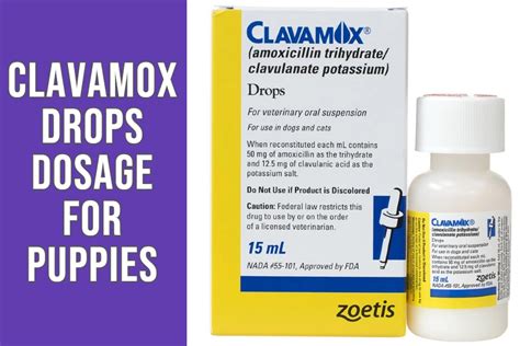 Liquid Clavamox Dosage for Puppies | Right Dose For Puppy