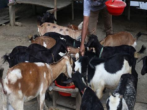 Profitable Goat Farming ছাগল পালনে অধিক লাভ করতে চান মেনে চলুন