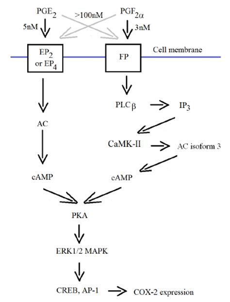 Mechanism Of Cox Expression Stimulation By Pge And Pgf Both