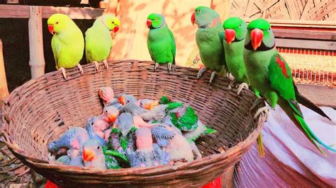 Indian Alex Parrot Baby India Ringneck Tia Pakhi Baby Alex